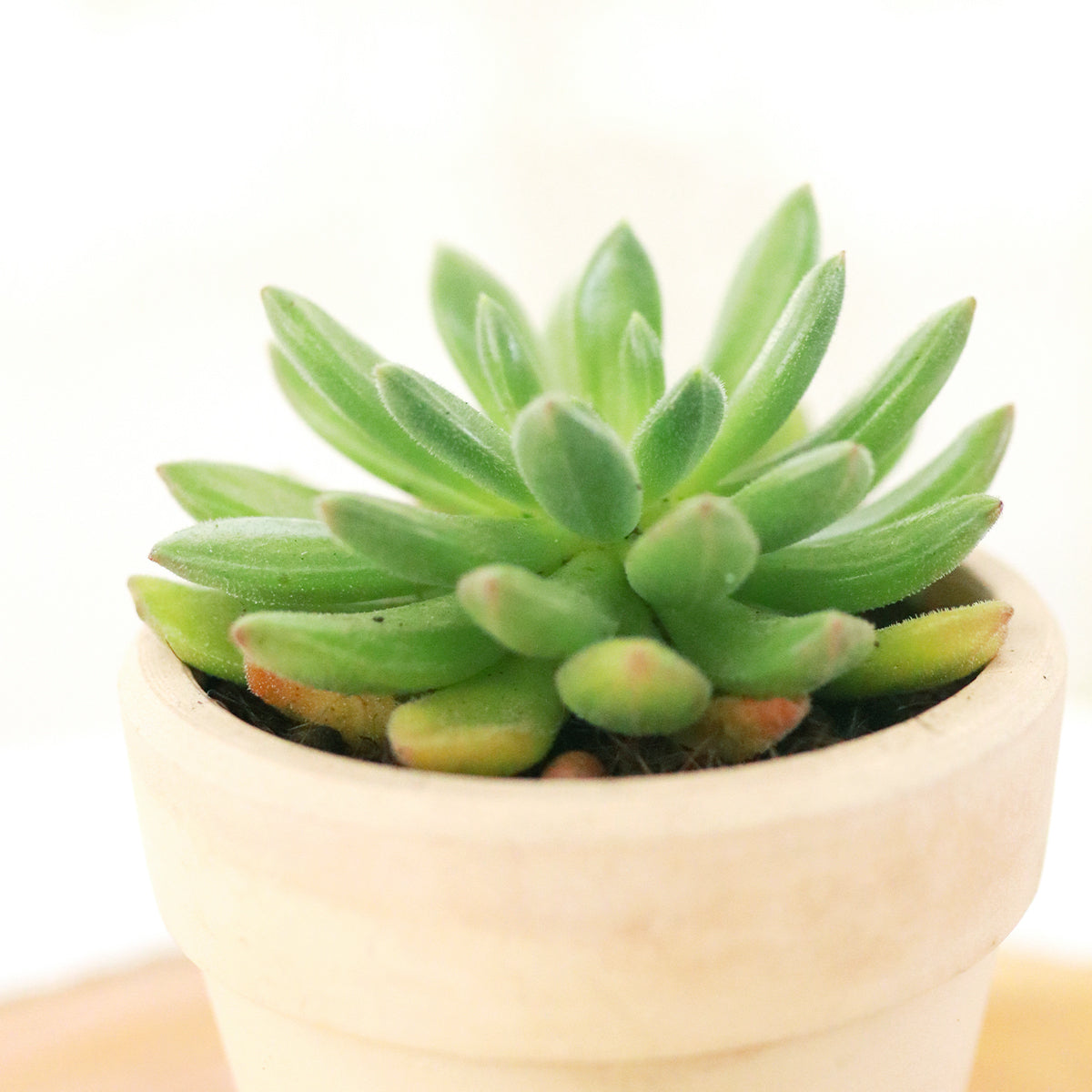 Pachyveria &#39;Jewel Tones&#39;, stunning green succulents, succulents for sale, green succulents near me