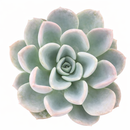 2 inch Pachyveria 'Orpet', green succulents, indoor succulents, succulent care guide, buy succulents online