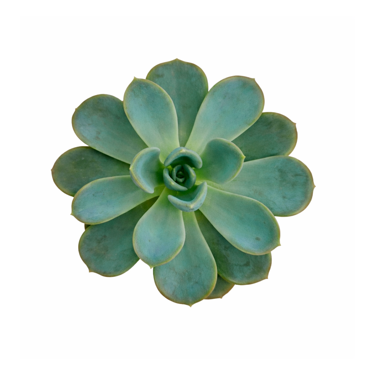 2 inch Pachyveria 'Orpet', green succulents, indoor succulents, succulent care guide, buy succulents online