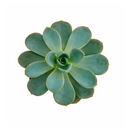 2 inch Pachyveria 'Orpet', green succulents, indoor succulents, succulent care guide, buy succulents online