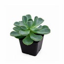 2 inch Pachyveria 'Orpet', green succulents, indoor succulents, succulent care guide, buy succulents online