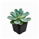 2 inch Pachyveria 'Orpet', green succulents, indoor succulents, succulent care guide, buy succulents online