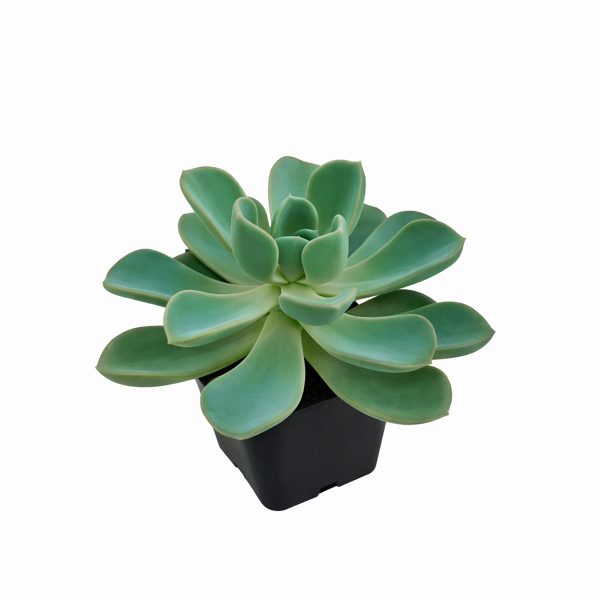 2 inch Pachyveria 'Orpet', green succulents, indoor succulents, succulent care guide, buy succulents online
