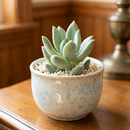 8-pack of 2" live plants for sale. Pick eight favorite plants and enjoy a variety of compact plants in 2" pots. Great for plant collections, gifting, decorating small spaces, and indoor gardening.