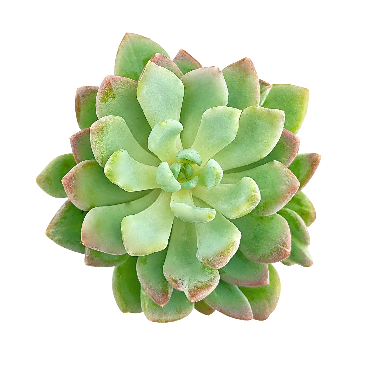 Pachyveria ‘Scheideckeri’ succulent for sale online, pastel green rosette succulent, easy care succulent plant, unique succulent gift idea