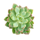 Pachyveria 'Scheideckeri' in California, How to grow Pachyveria 'Scheideckeri', rare succulents, rare succulents for sale, unique succulents
