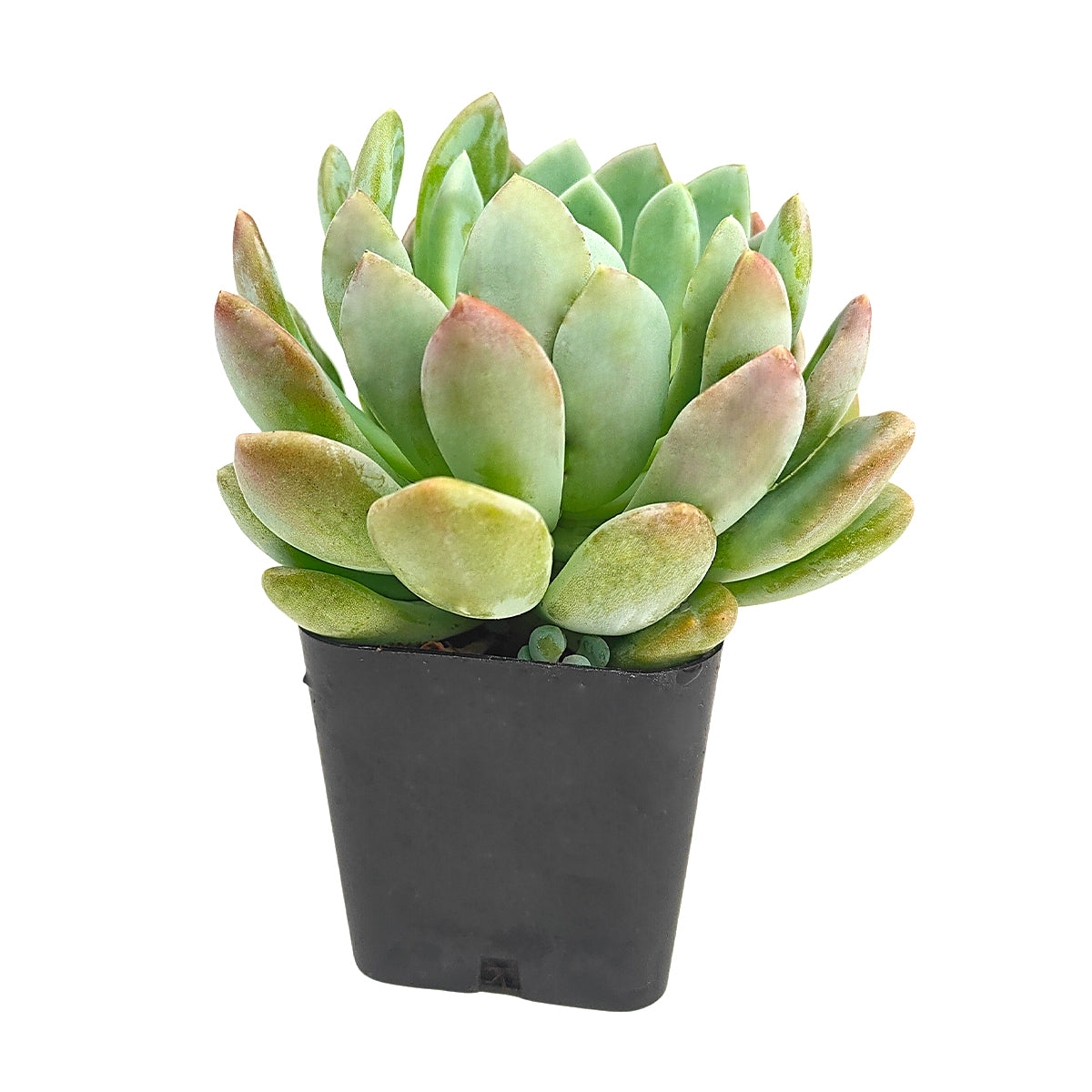 Pachyveria ‘Scheideckeri’ easy care succulent plant for beginners, indoor succulent gift idea