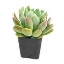 Pachyveria 'Scheideckeri' in California, How to grow Pachyveria 'Scheideckeri', rare succulents, rare succulents for sale, unique succulents