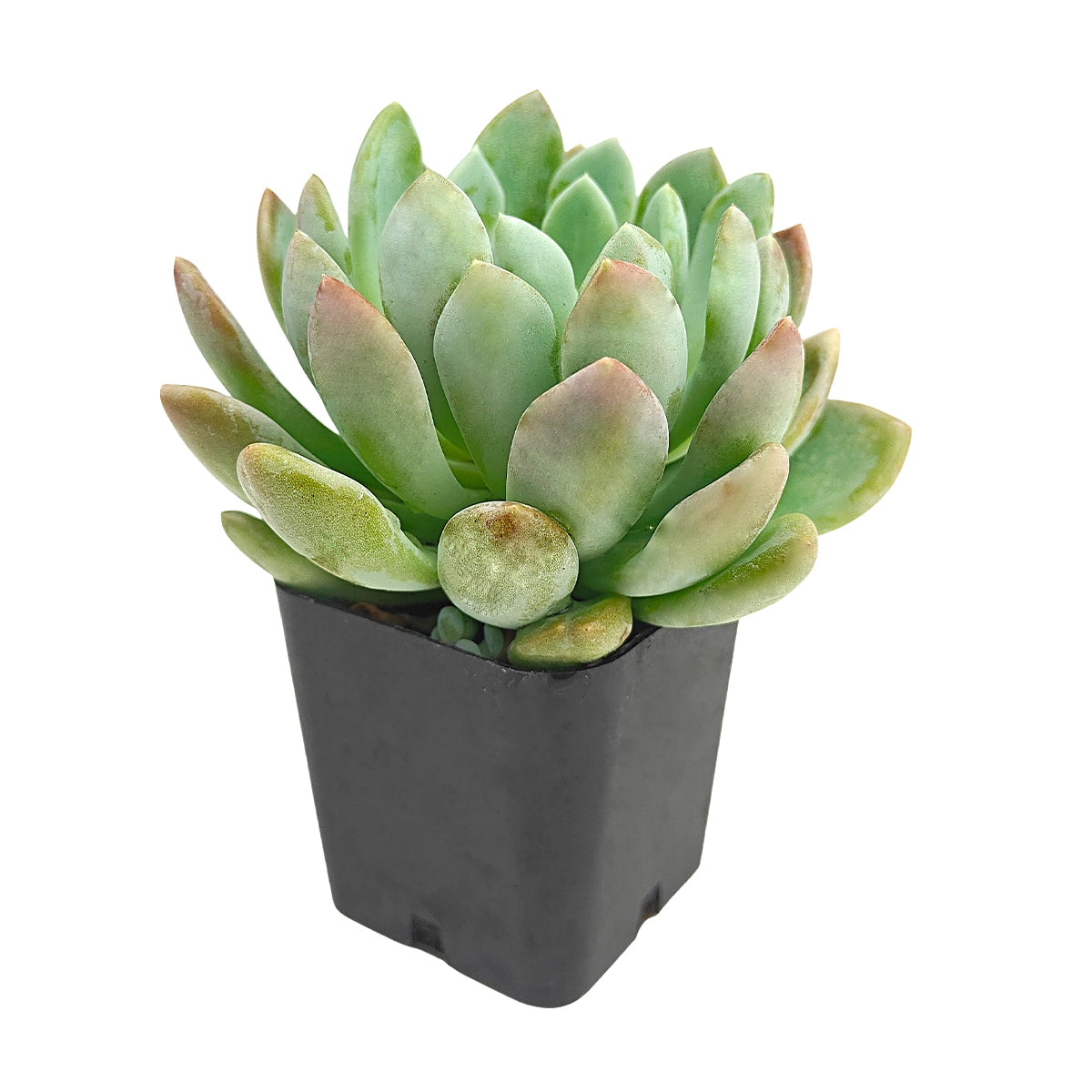 Pachyveria ‘Scheideckeri’ green rosette succulent, succulent plant for sale online