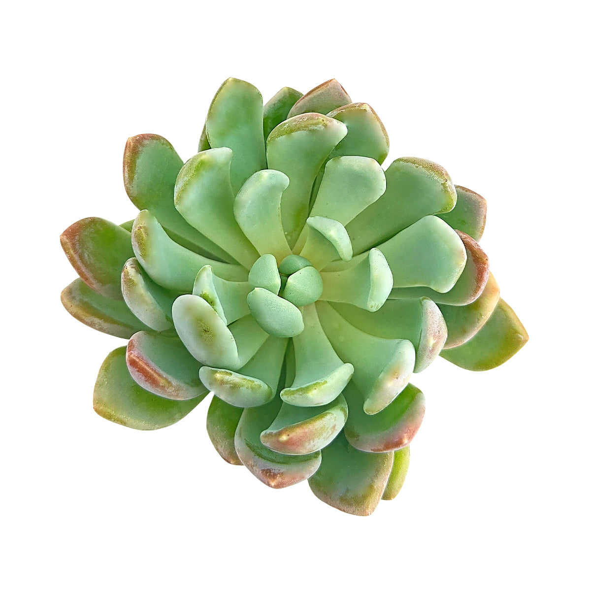 Pachyveria 'Scheideckeri' succulent for sale online, green succulent, succulent gift ideas