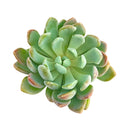 Pachyveria 'Scheideckeri' in California, How to grow Pachyveria 'Scheideckeri', rare succulents, rare succulents for sale, unique succulents