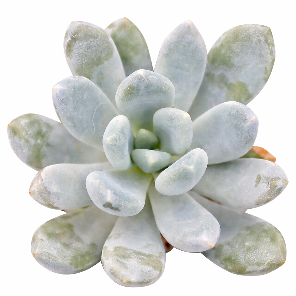Pachyveria 'Scheideckeri' in California, How to grow Pachyveria 'Scheideckeri', rare succulents, rare succulents for sale, unique succulents