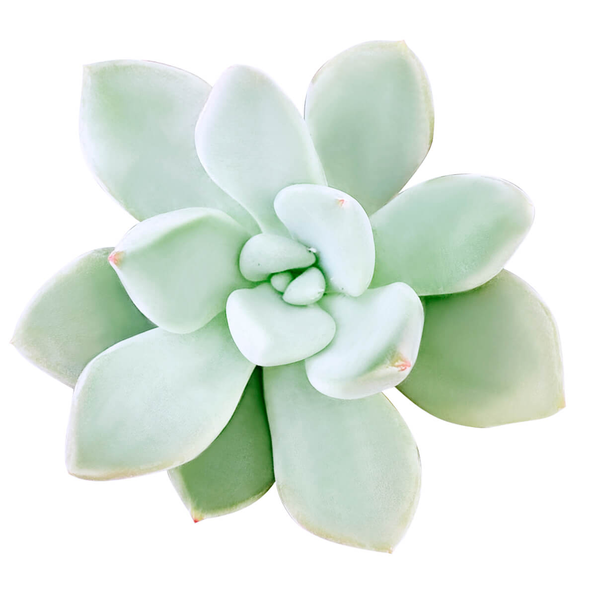 pale green succulent Pachyveria Haagei Succulent Planter