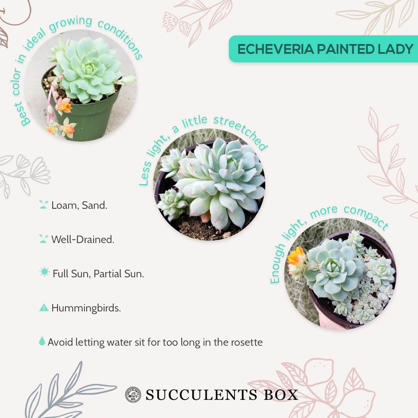 echeveria painted lady succulent Echeveria Painted Lady