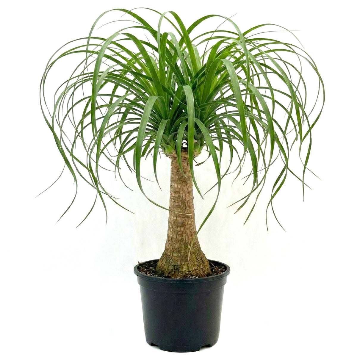 Ponytail Stump palm, Beaucarnea recurvata, succulent with palm-like foliage, easiest houseplant, easy plant for beginners and busy people, compact desktop plant, best houseplant gift ideas