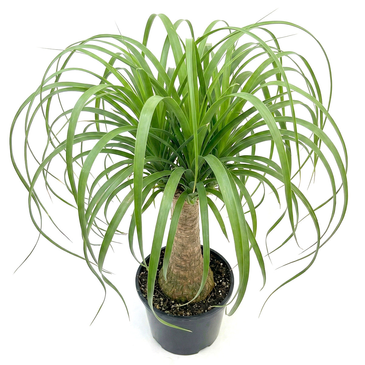 Ponytail Stump palm, Beaucarnea recurvata, succulent with palm-like foliage, easiest houseplant, easy plant for beginners and busy people, compact desktop plant, best houseplant gift ideas