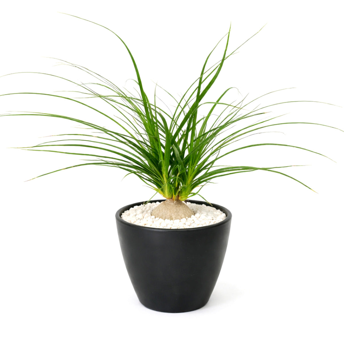 Ponytail Stump palm, Beaucarnea recurvata, succulent with palm-like foliage, easiest houseplant, easy plant for beginners and busy people, compact desktop plant, best houseplant gift ideas