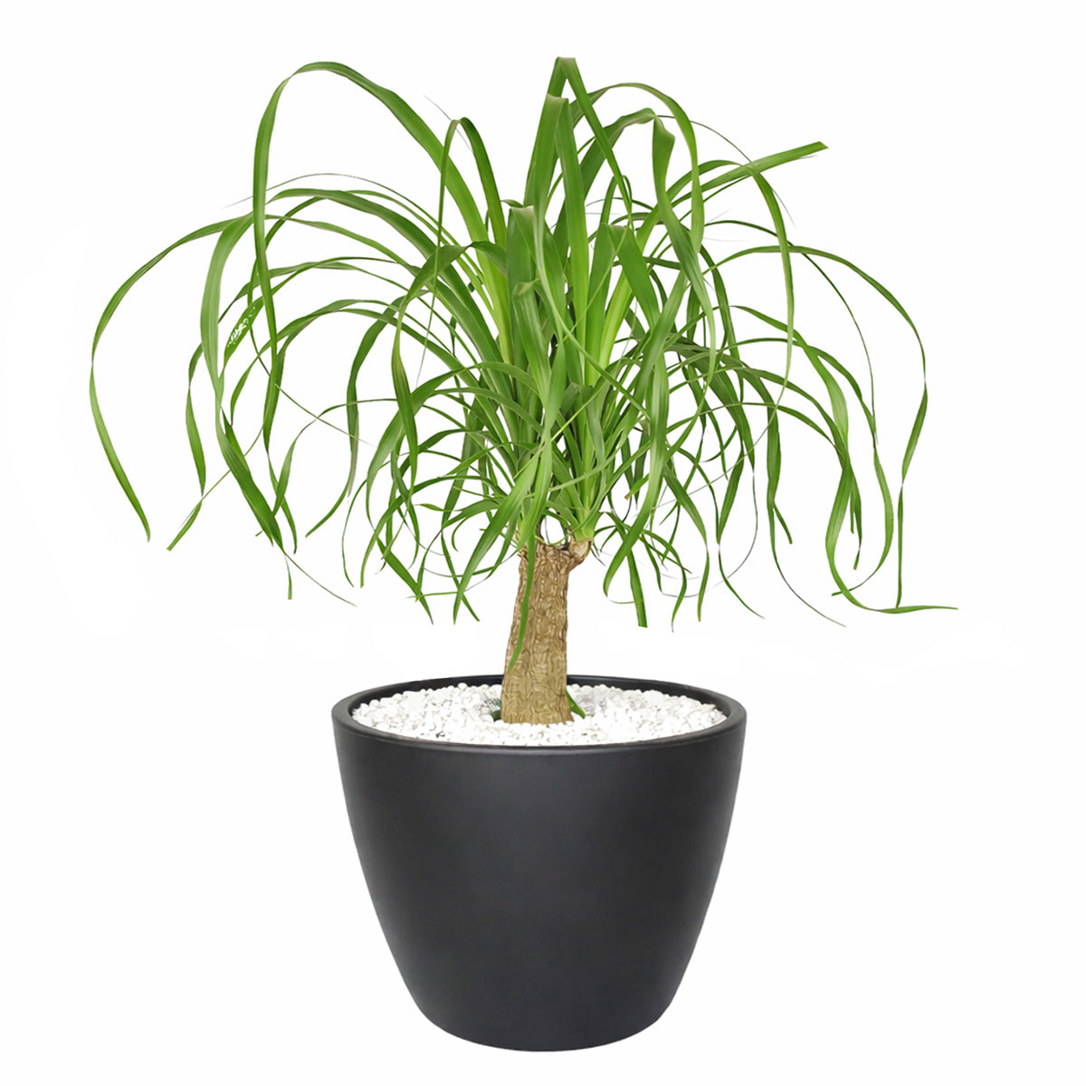 Ponytail Stump palm, Beaucarnea recurvata, succulent with palm-like foliage, easiest houseplant, easy plant for beginners and busy people, compact desktop plant, best houseplant gift ideas