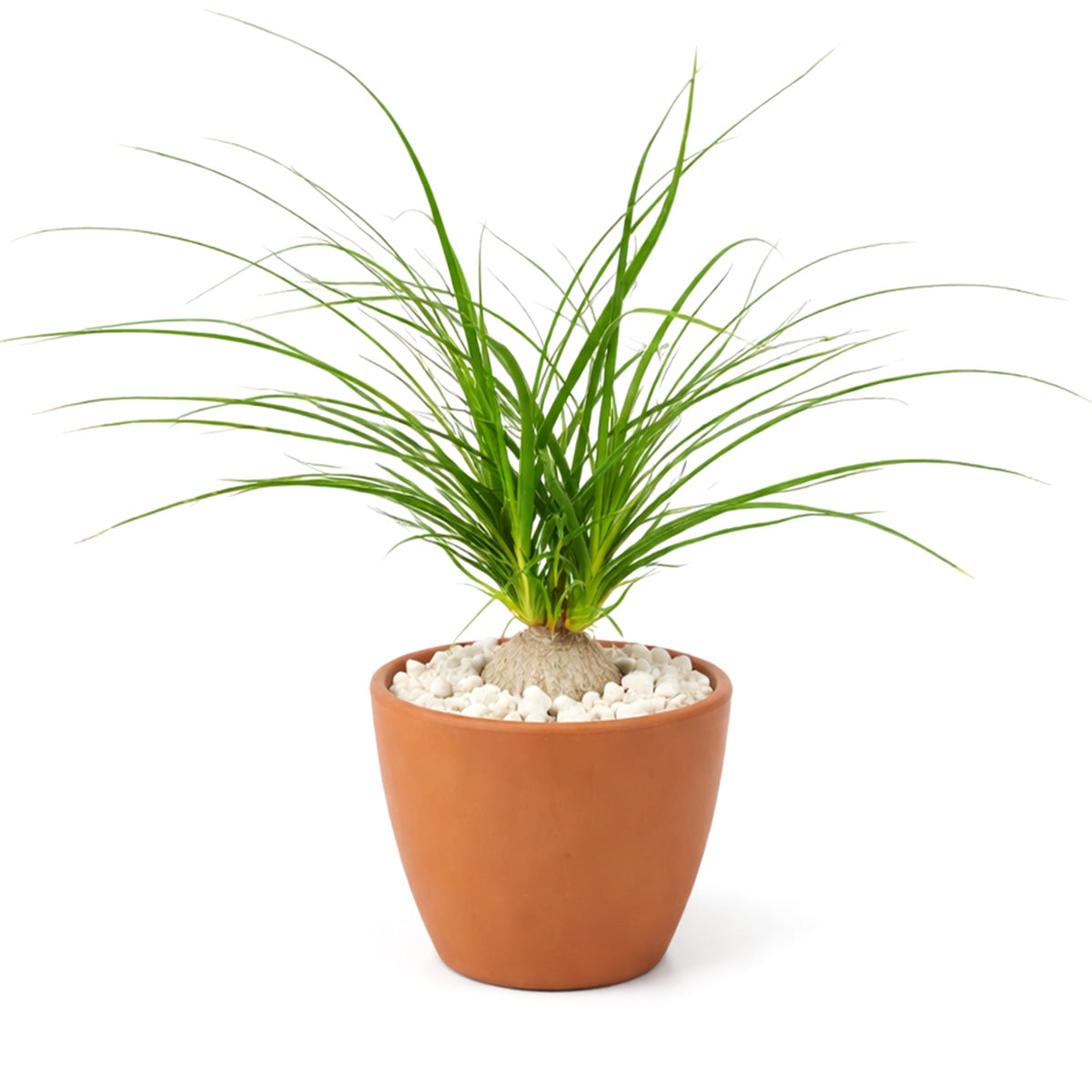 Ponytail Stump palm, Beaucarnea recurvata, succulent with palm-like foliage, easiest houseplant, easy plant for beginners and busy people, compact desktop plant, best houseplant gift ideas