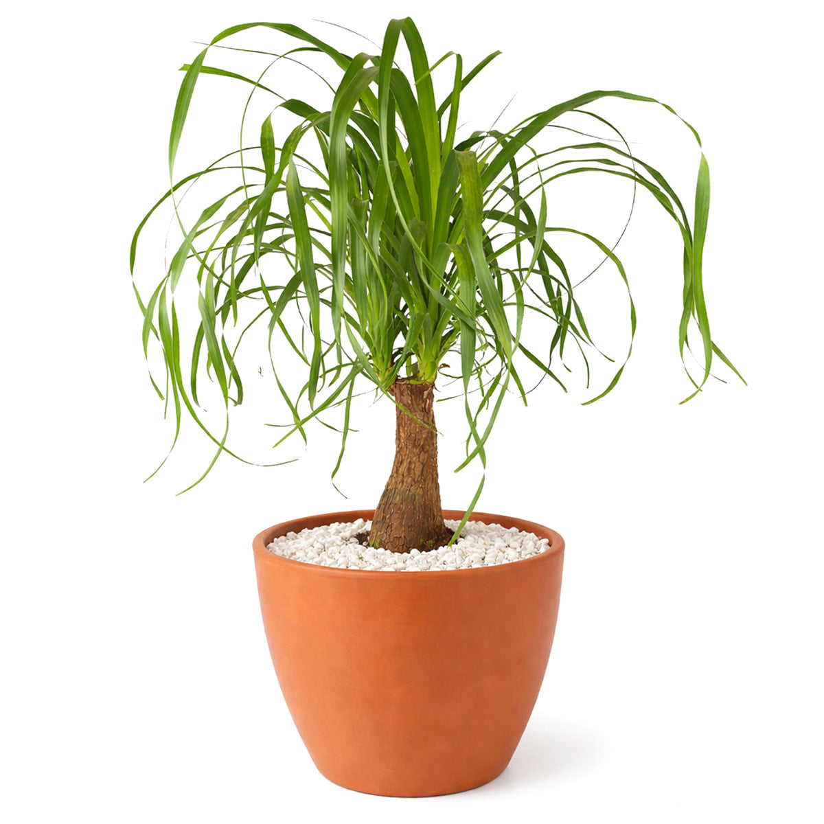 Ponytail Stump palm, Beaucarnea recurvata, succulent with palm-like foliage, easiest houseplant, easy plant for beginners and busy people, compact desktop plant, best houseplant gift ideas