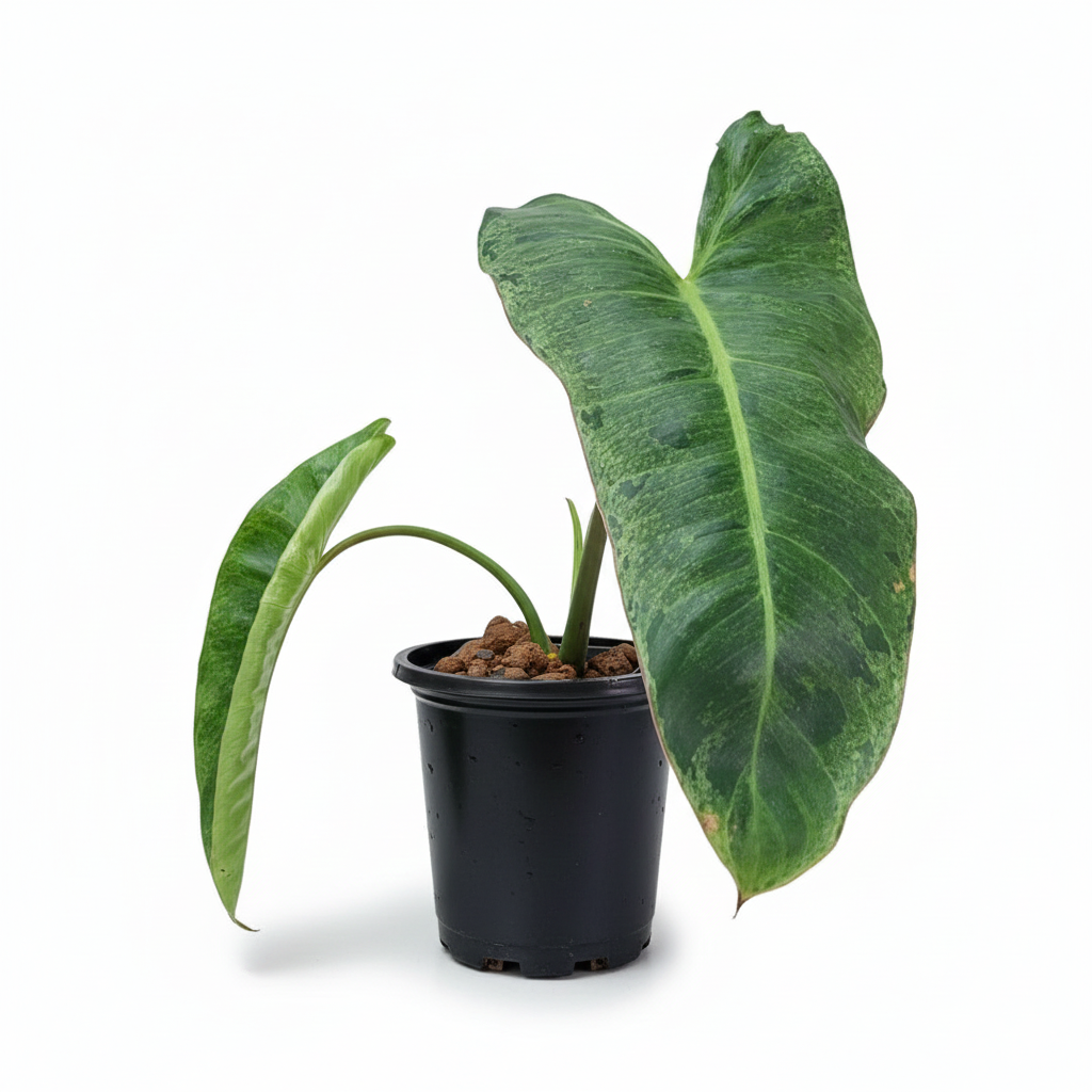 Buy Philodendron Paraiso Verde Rare, Large-Leaved Tropical Aroid, Rare Philodendron Varieties for sale