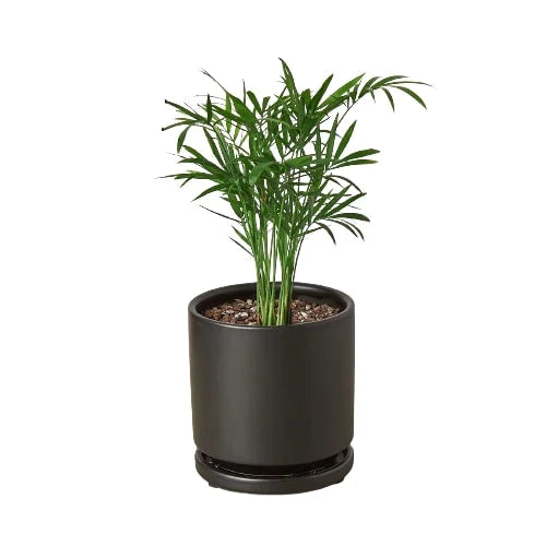 ikea parlor palm Parlor Palm Neanthe Bella Palm