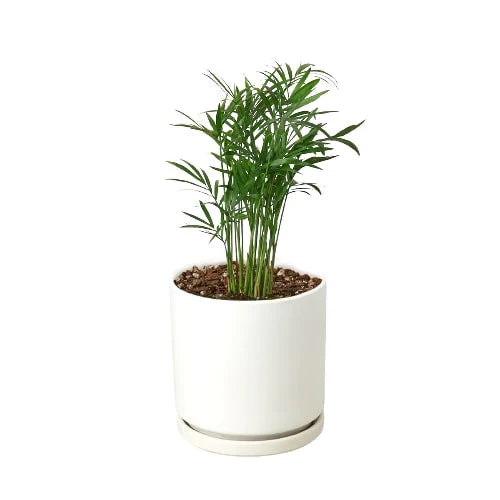 parlor palm sun Parlor Palm Neanthe Bella Palm - Air Purifying Live Houseplant