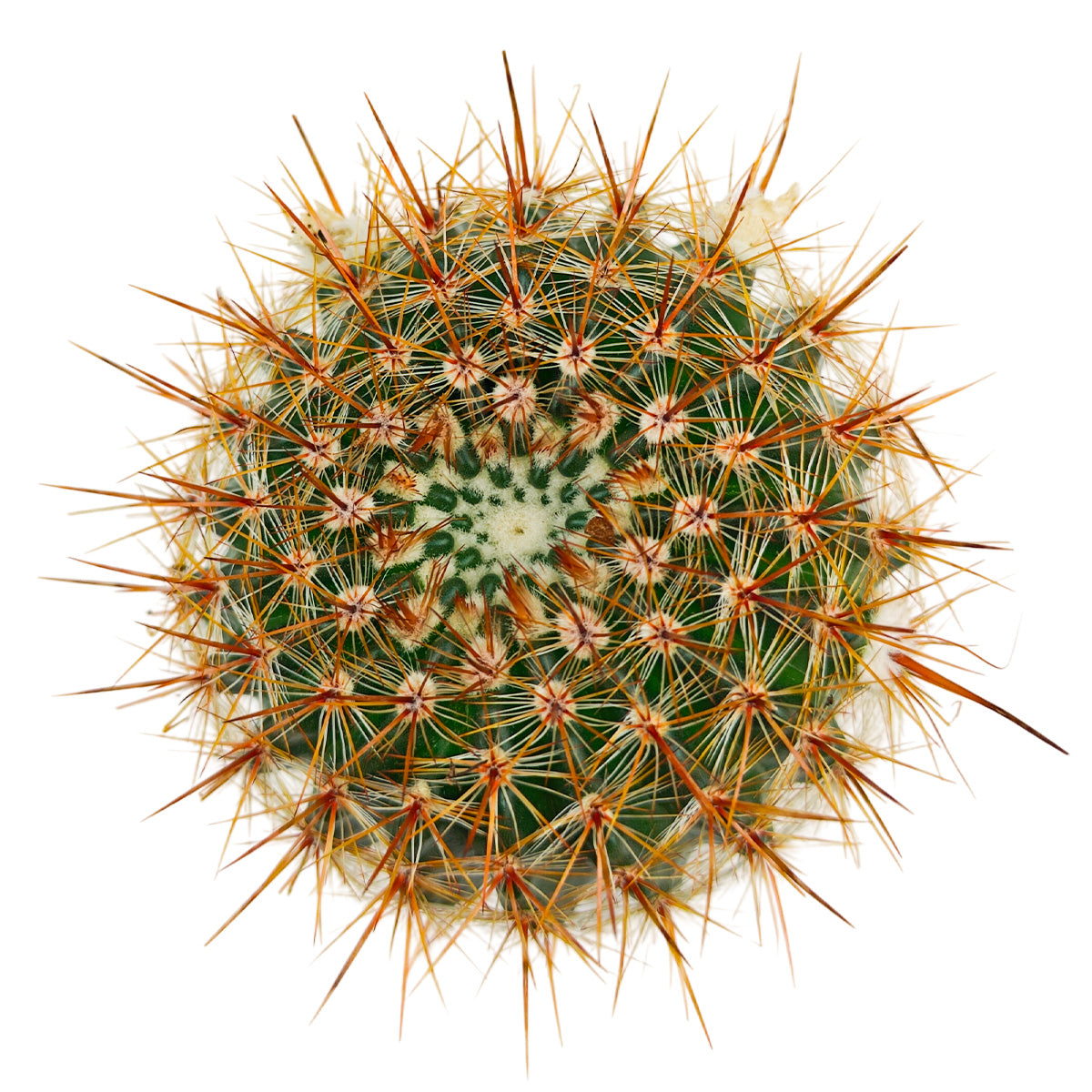 2 inch Parodia erubescens, green succulents, indoor succulents, succulent care guide, buy succulents online