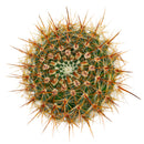 2 inch Parodia erubescens, green succulents, indoor succulents, succulent care guide, buy succulents online