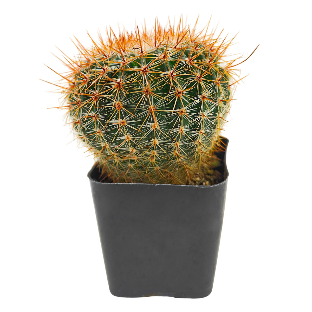 2 inch Parodia erubescens, green succulents, indoor succulents, succulent care guide, buy succulents online