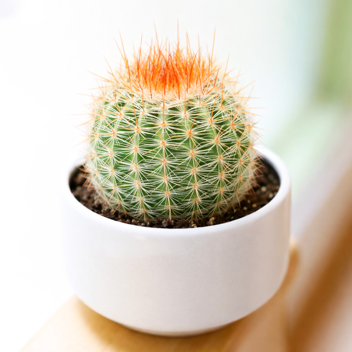 2 inch Parodia erubescens, green succulents, indoor succulents, succulent care guide, buy succulents online