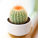 2 inch Parodia erubescens, green succulents, indoor succulents, succulent care guide, buy succulents online