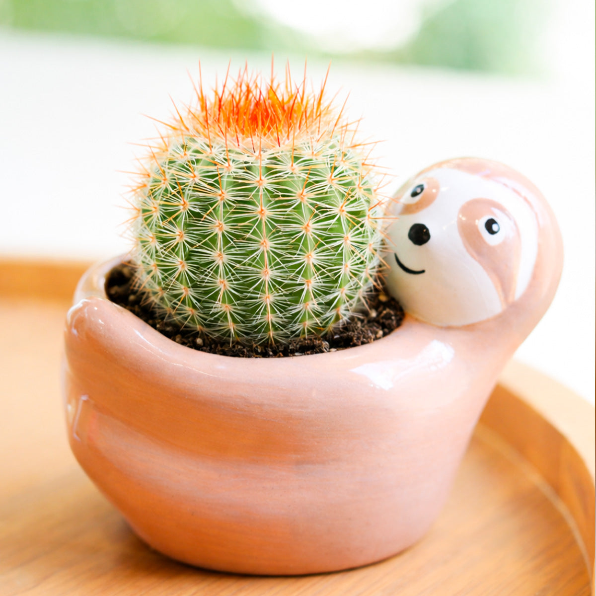 2 inch Parodia erubescens, green succulents, indoor succulents, succulent care guide, buy succulents online