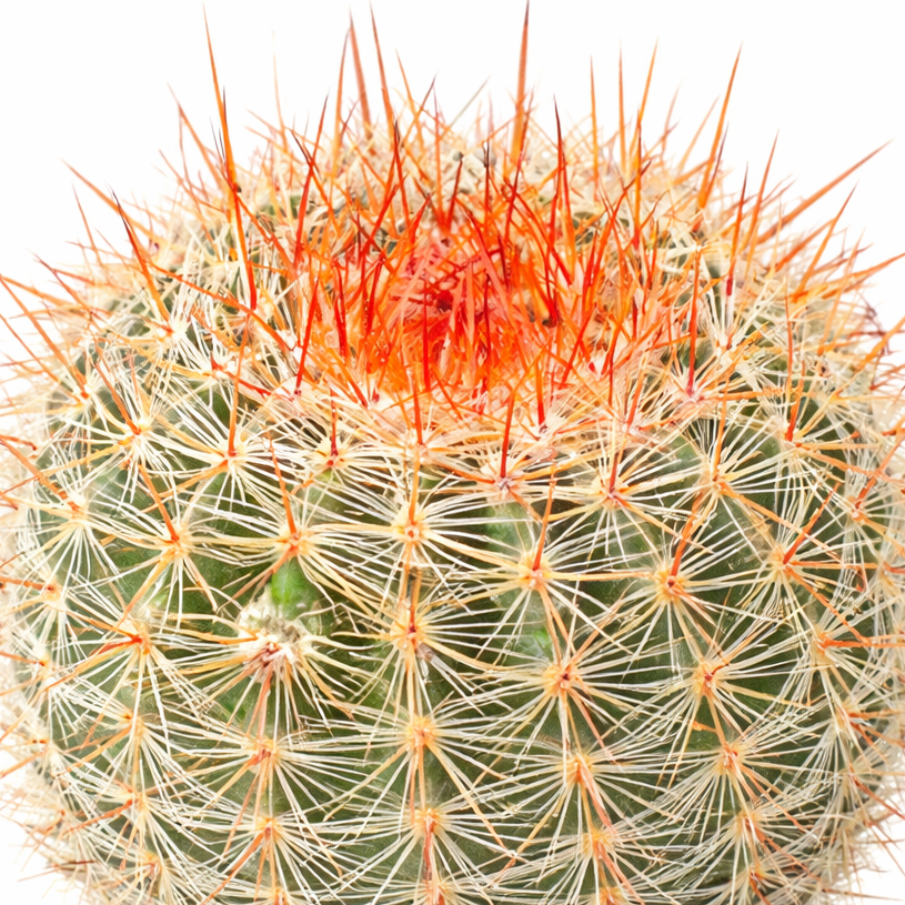 2 inch Parodia erubescens, green succulents, indoor succulents, succulent care guide, buy succulents online