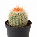 2 inch Parodia erubescens, green succulents, indoor succulents, succulent care guide, buy succulents online