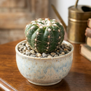 Custom plant pot with personalized image, personalized flower pot with live plant, custom photo plant pot, personalized planter with plant of your choice, custom printed ceramic planter, personalized succulent pot, custom image flower pot gift, custom photo planter for houseplants