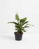 Peace Lily (Spathiphyllum)