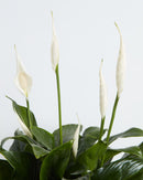 Peace Lily (Spathiphyllum)