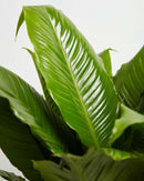 Peace Lily (Spathiphyllum)