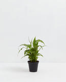 Peace Lily (Spathiphyllum)