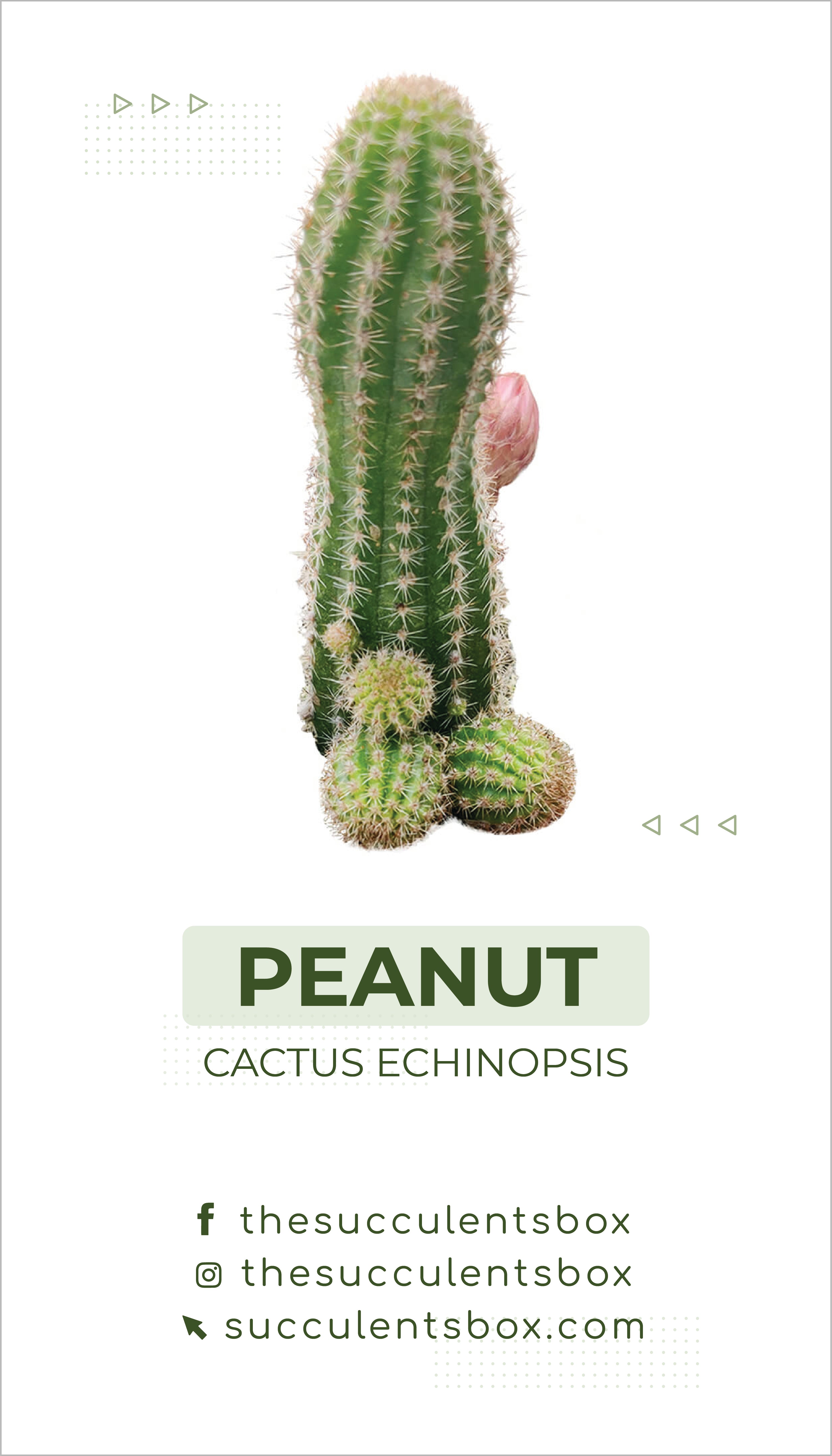 succulents and sunshine id cards Buy Succulent Care Cards Online: Cactus Succulent ID Cards