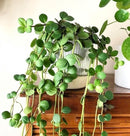 Peperomia Hope care guide, medium-light houseplant, houseplant for hanging baskets, light and watering requirement for Peperomia Hope, trailing indoor houseplant for sale