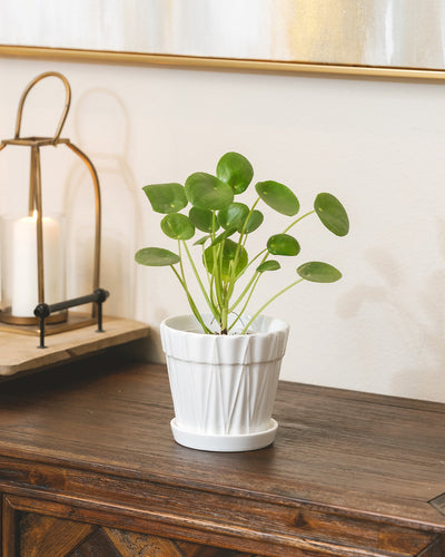 5.5 inch Decorative Ceramic Pot With Saucer