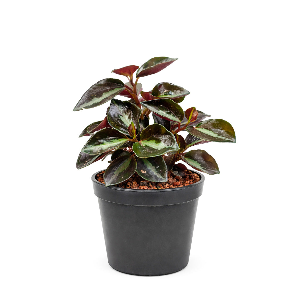 Peperomia 'Metallica' plant in terracotta pot, Peperomia 'Metallica' for sale, buy Peperomia live plants online