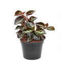 Peperomia 'Metallica' plant in terracotta pot, Peperomia 'Metallica' for sale, buy Peperomia live plants online
