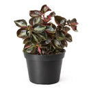 Peperomia 'Metallica' plant in terracotta pot, Peperomia 'Metallica' for sale, buy Peperomia live plants online