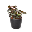 Peperomia 'Metallica' plant in terracotta pot, Peperomia 'Metallica' for sale, buy Peperomia live plants online