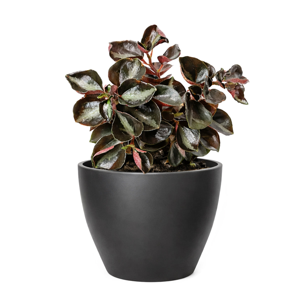 Peperomia 'Metallica' plant in terracotta pot, Peperomia 'Metallica' for sale, buy Peperomia live plants online
