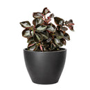 Peperomia 'Metallica' plant in terracotta pot, Peperomia 'Metallica' for sale, buy Peperomia live plants online