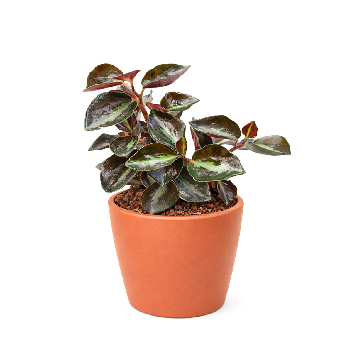 Peperomia 'Metallica' plant in terracotta pot, Peperomia 'Metallica' for sale, buy Peperomia live plants online